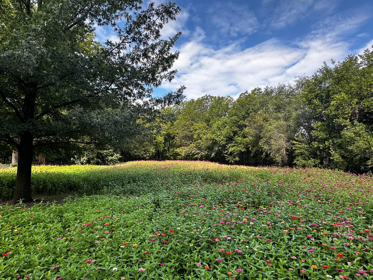 1 Hour Flower Field Booking